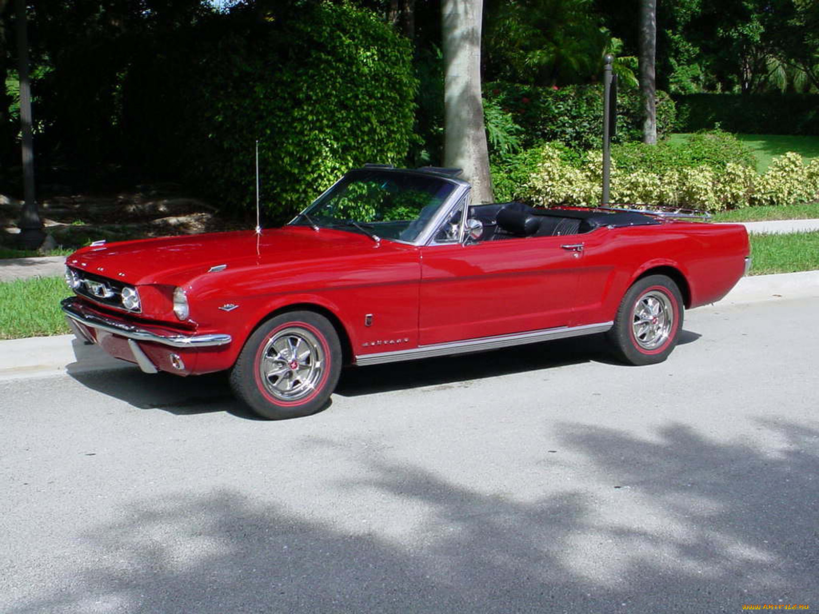 , mustang